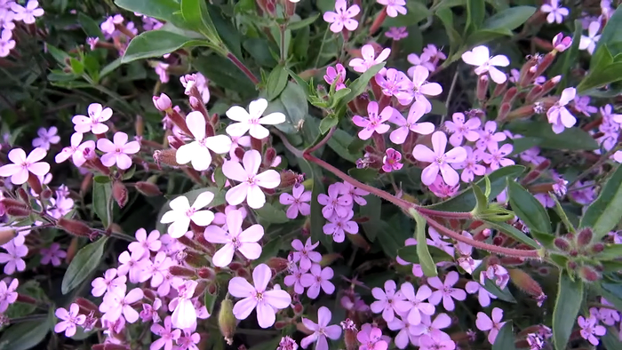 ��������� (Saponaria)