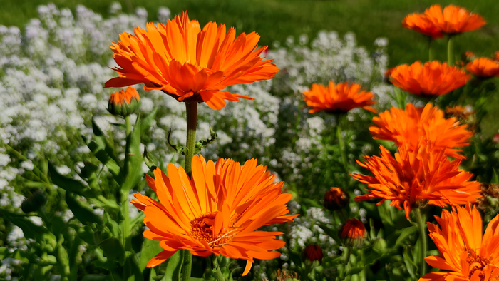 ��������� (Calendula)
