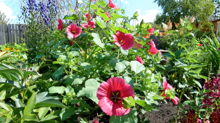 ������ (Malope trifida)