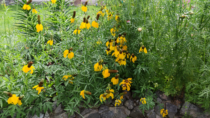 �������� (Ratibida)