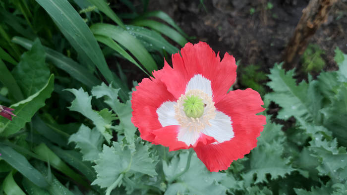 ��� (Papaver)