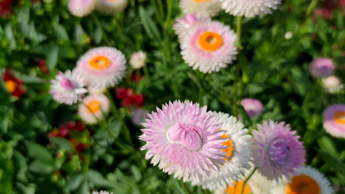 ���������� (Helichrysum bracteatum)