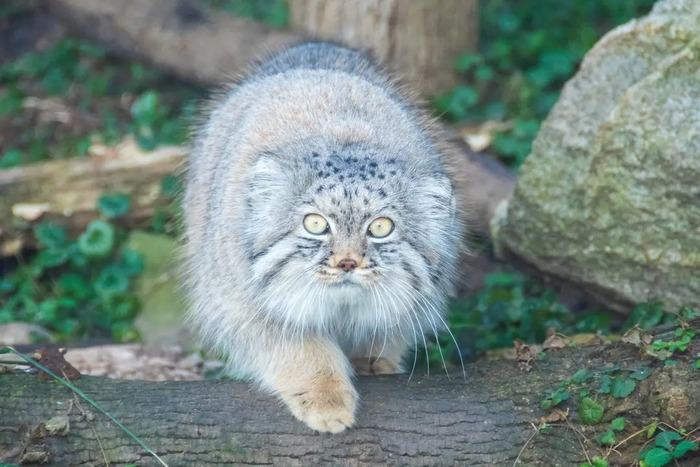 Пази. Зоопарк Поттер парк. Фото взято из аккаунта <a href="https://pikabu.ru/story/s_dnyom_rozhdeniya_pazi_12654043?u=https%3A%2F%2Fwww.facebook.com%2Fphoto.php%3Ffbid%3D1066471125514730&t=Potter%20park%20zoo%20fb&h=28509c72b6c820d50d909e8d5c4275f9570ef551" title="https://www.facebook.com/photo.php?fbid=1066471125514730" target="_blank" rel="nofollow noopener">Potter park zoo fb</a>