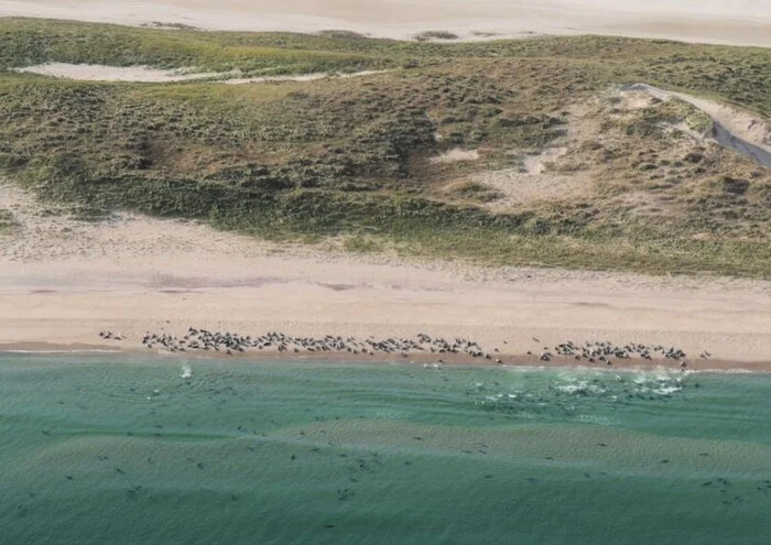 Почему моряки избегают этого места в океане вот уже 400 лет? Тайны острова Сейбл Планета Земля, Земля, Познавательно, Вокруг света, Планета, Факты, Научпоп, География, Удивительное, Биология, Длиннопост, Искусственный интеллект, Сгенерировано