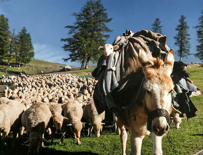 ��������: ����� �����