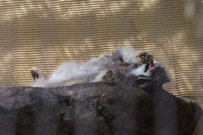 Как прекрасно в выходной вот так валяться и ничего не делать