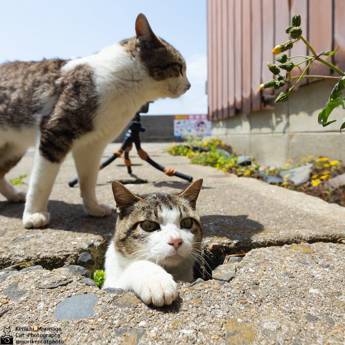   , Twitter (), 
