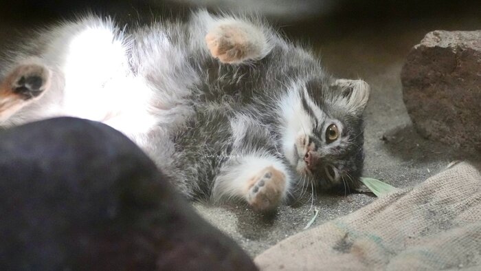 Хотел проспать весь день... Почему-то не получается...