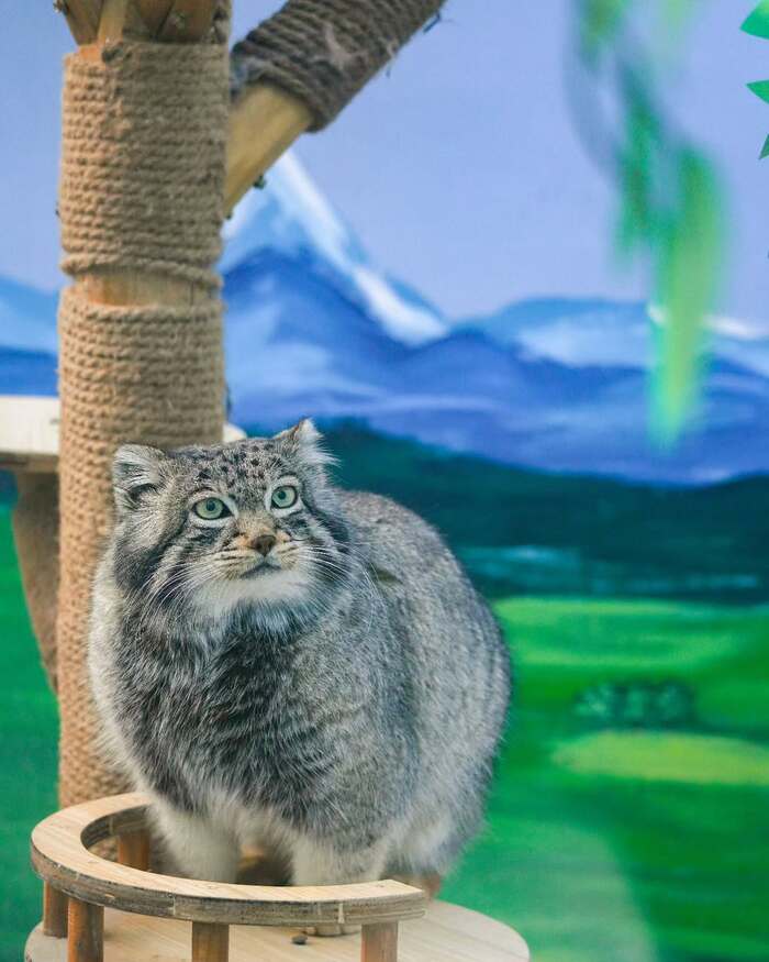 На любимом троне