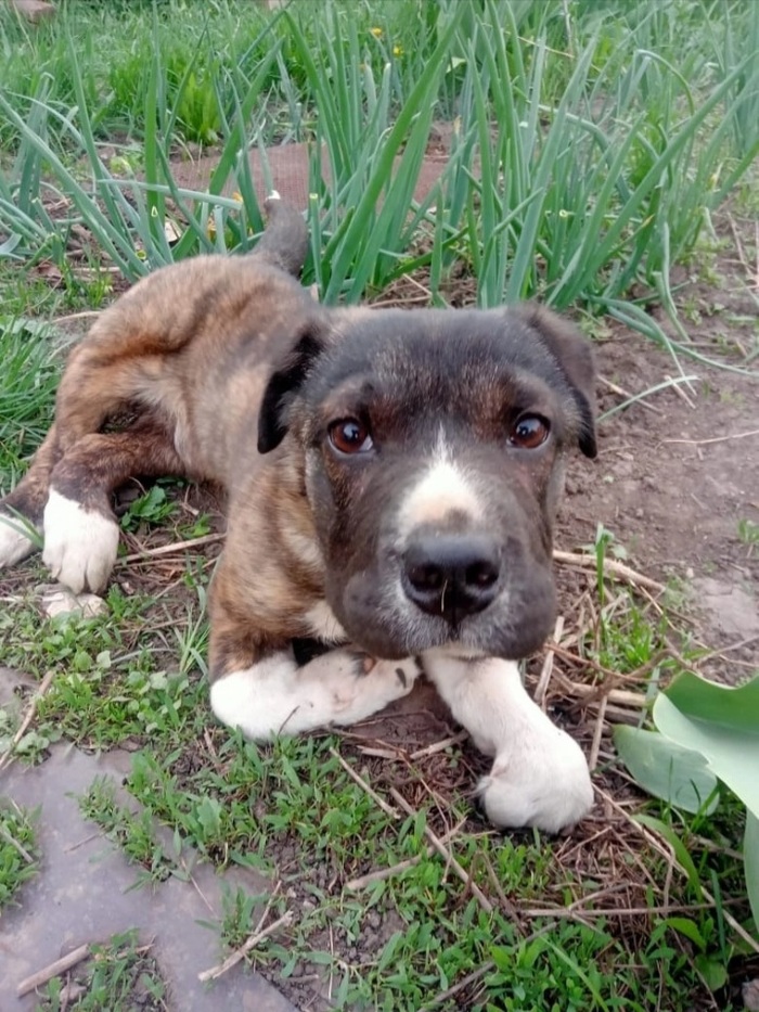 ЩЕНОК РАХИТИК НУЖДАЕТСЯ В ПОМОЩИ.Находится в Липецкой области. Возможна доставка по России