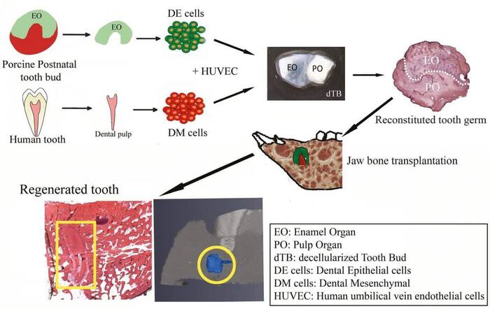 ������ ��������� ���������� ����