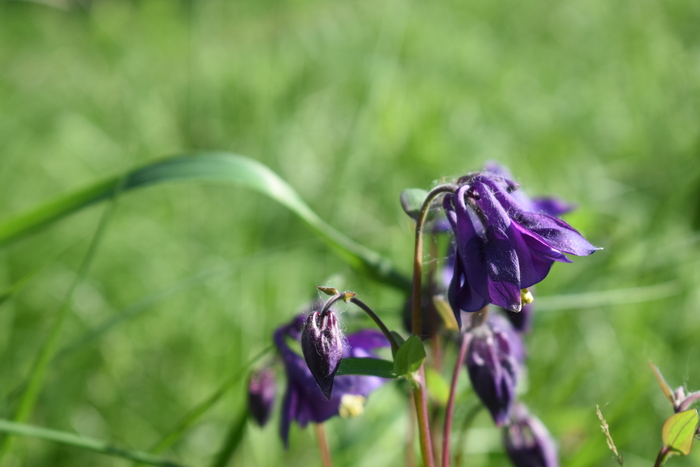 Водосбор обыкновенный