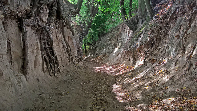 Korzeniowy d&#xF3;&#x142; w Kazimierzu Dolnym &nbsp;