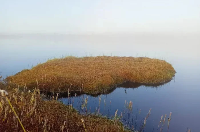 Место, где больше всего комаров и мошек. 10 фактов про Васюганские болота Земля, Планета Земля, Длиннопост