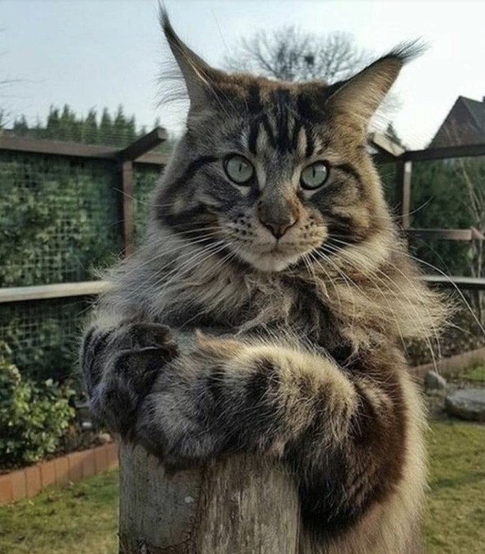 Я вас слушаю