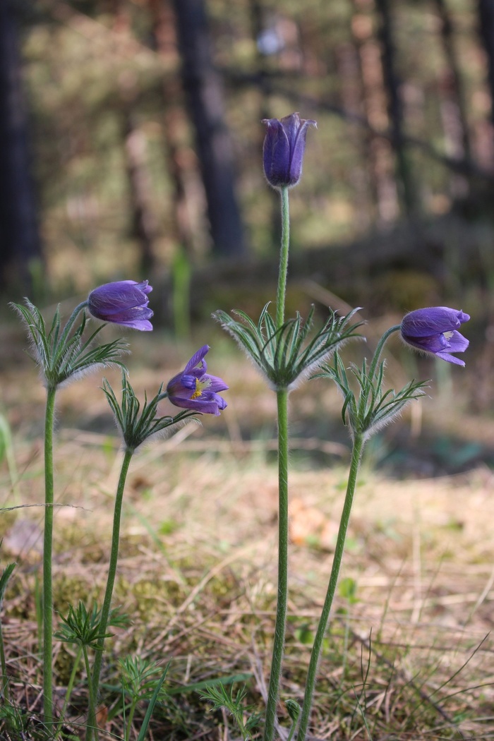 Гибрид прострела раскрытого и прострела лугового.