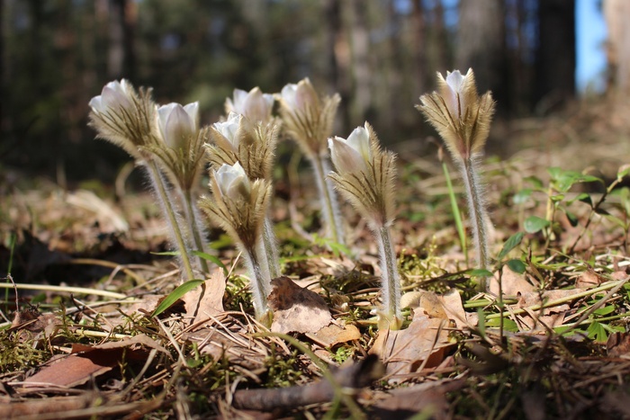 Гибрид прострела весеннего и прострела лугового.