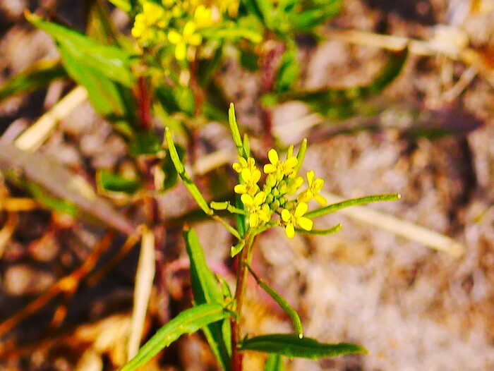 Полевые цветы