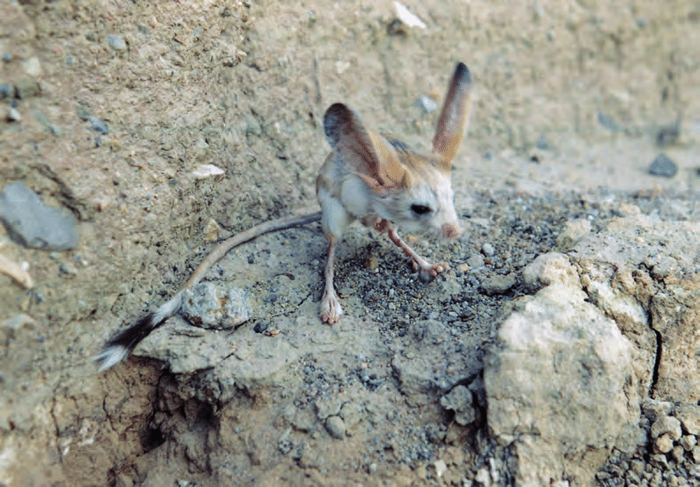 Когда все друзья в день рождения подергали тебя за уши.
