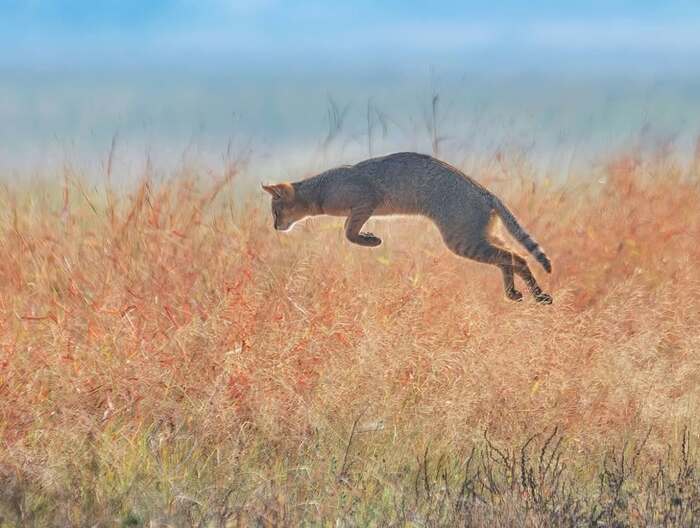 Камышовый кот охотится