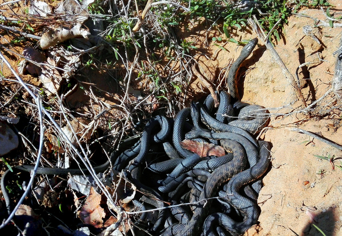 В целом, сборищие змей — типичное поведение рептилий во время брачного сезона. Даже в наших краях можно увидеть скопление гадюк и ужей по весне!