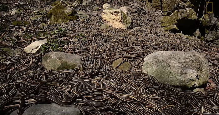 Имя нам — Легион!