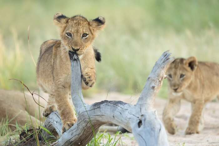 Упражнения на бревне