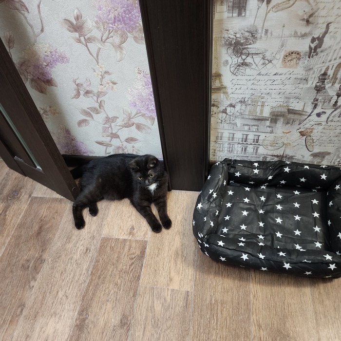 Кошка и лежанка