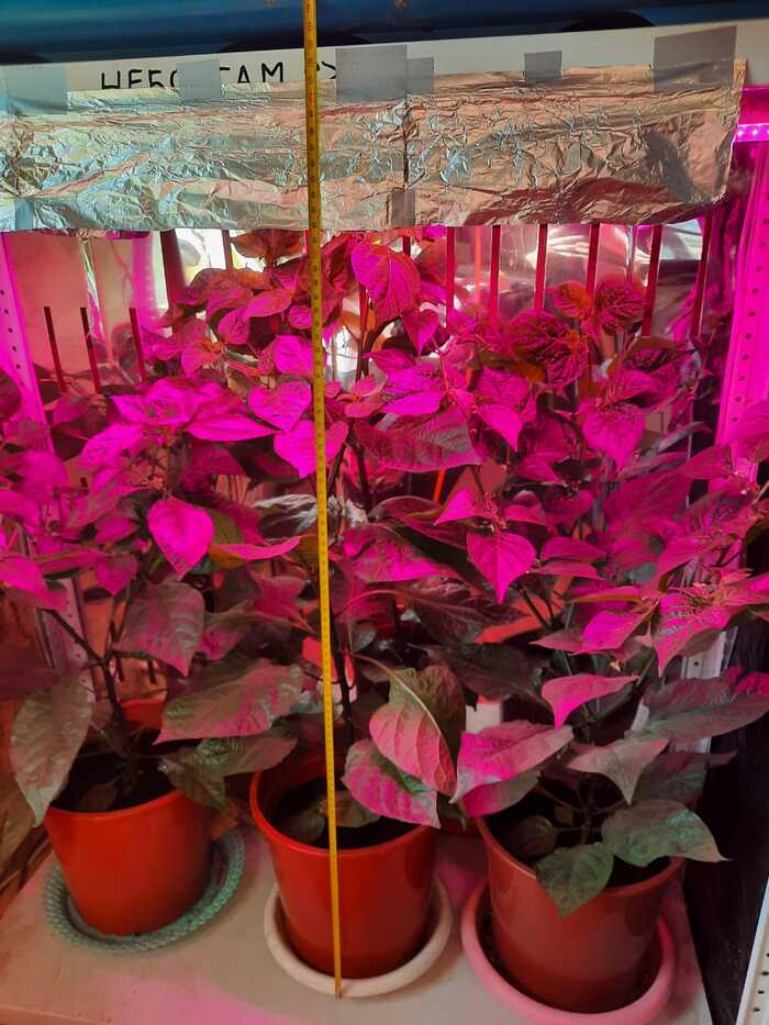 18-е августа. Кусты заметно подросли, цветов очень много.