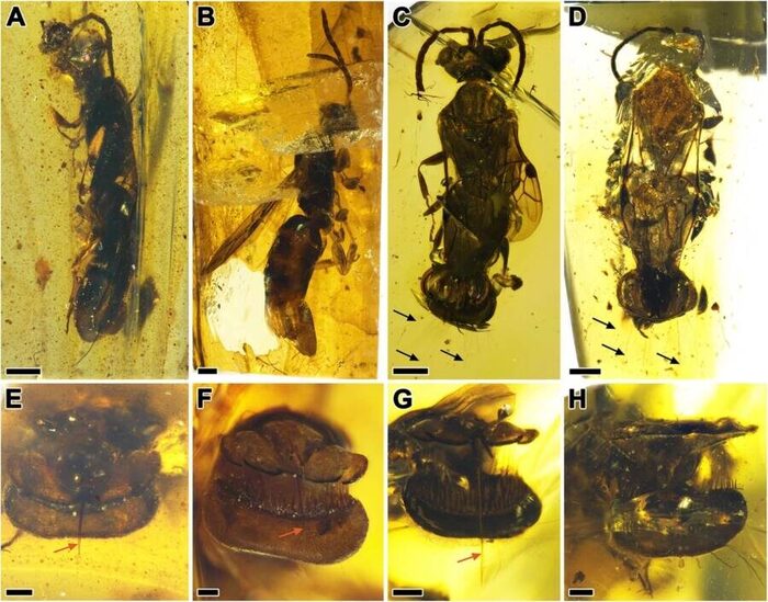 Sirenobethylus charybdis  