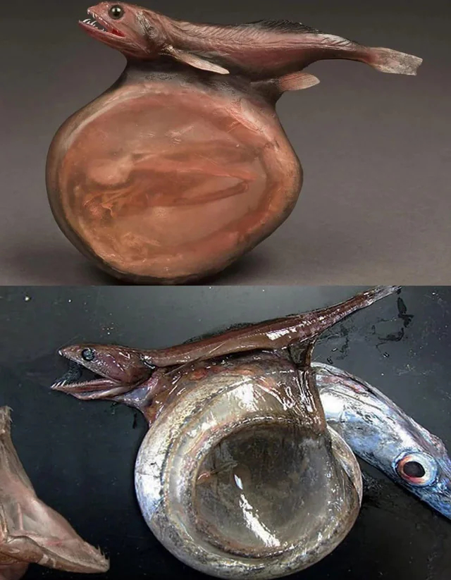 Хиазмодон может проглотить добычу, которая в 10 раз больше его собственного размера