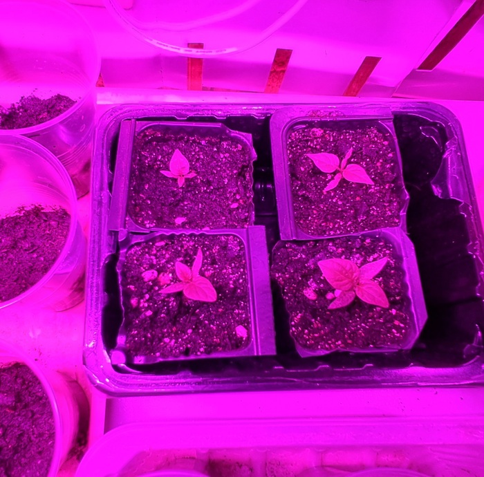 27-е марта 2025. У нас в шкафу, помимо рассады для огорода, растут четыре кустика шоколадного скорпиона и они тоже от соседей.