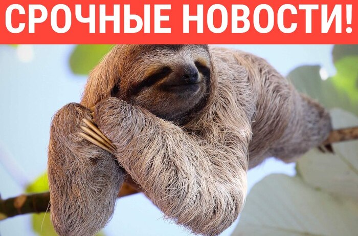 Из Московского зоопарка уже неделю сбегает ленивец