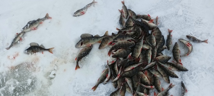 Немного небольших окуней)