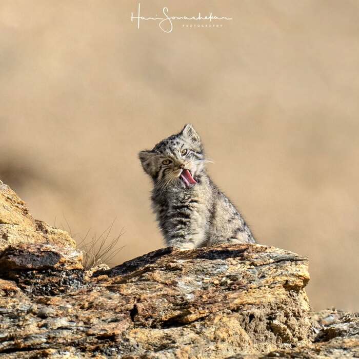 Раз никто не гладит...