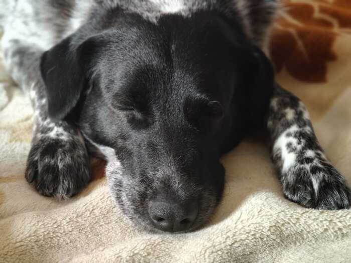 Четвероногие стихи)