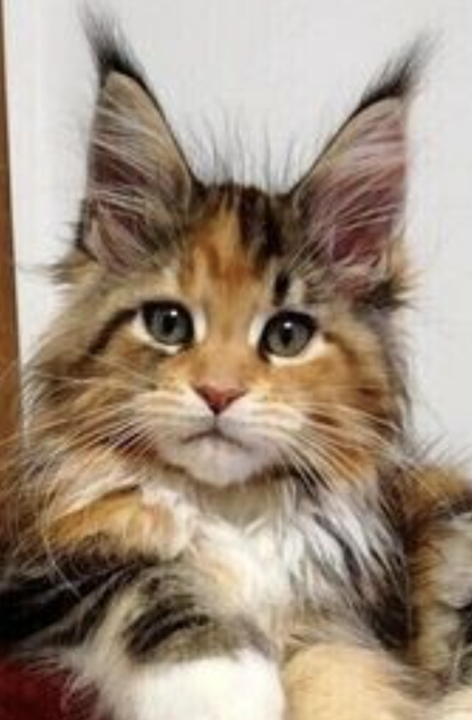 ����������� ����� ��� ����������� ��������.