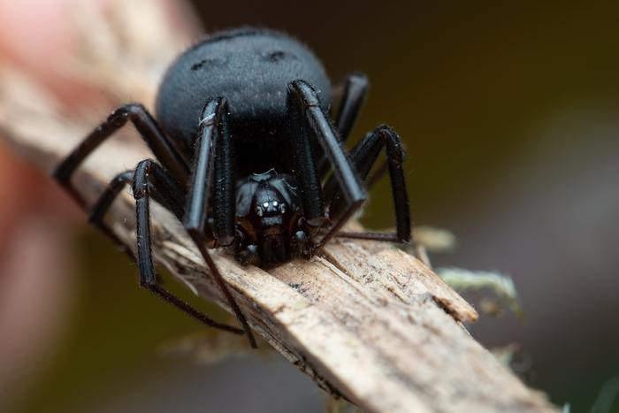 Эй, парень, справка от школы на пару дней не нужна? Градусник греть не придётся!