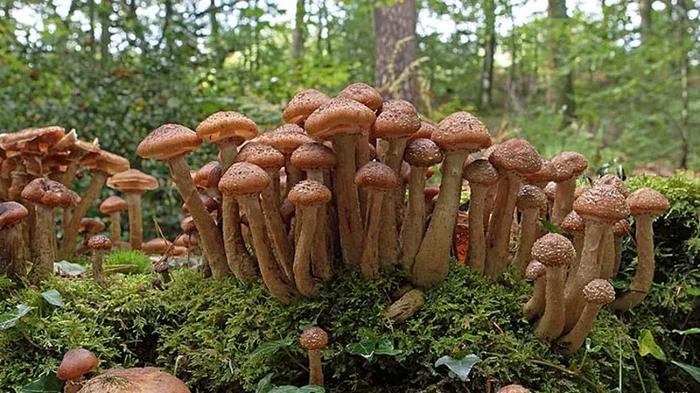Грибница темного опенка из заповедника Малур — самый большой живой организм планеты