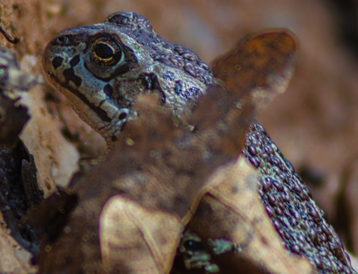 Выразительность