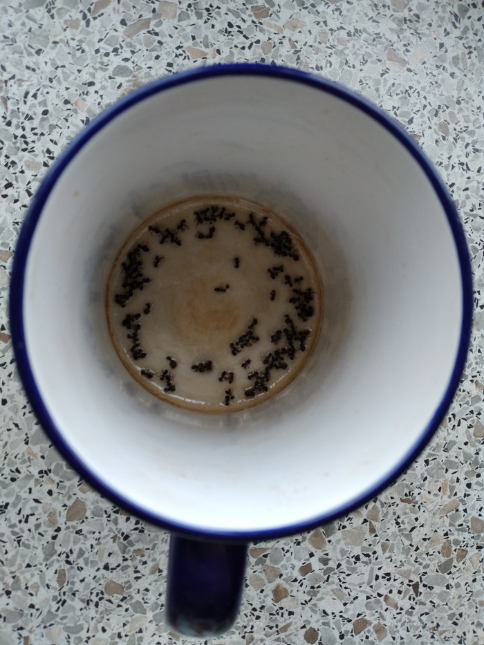 Кружка с муравьями