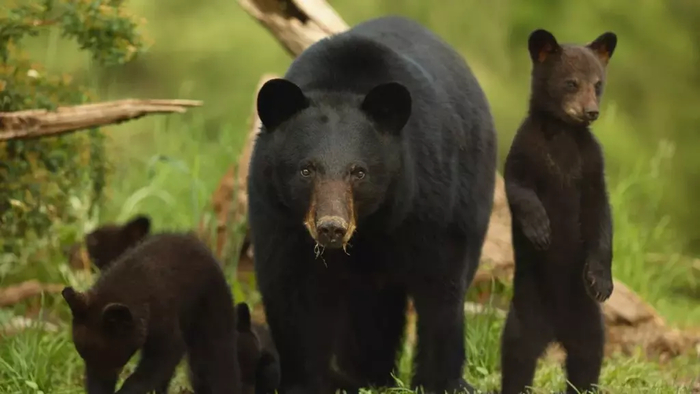 Ареал черных медведей — Северная Америка и Канада