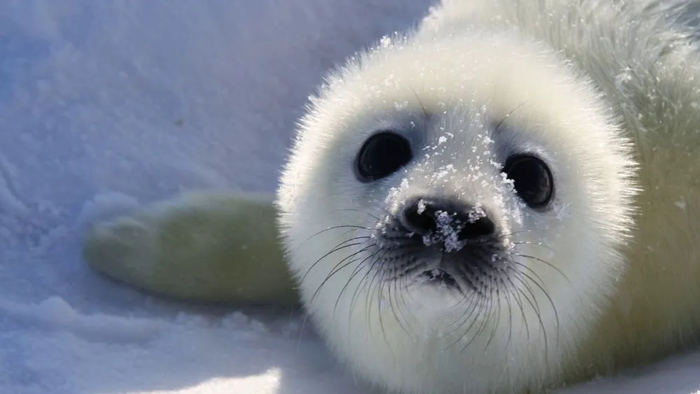 Белёк гренландского тюленя