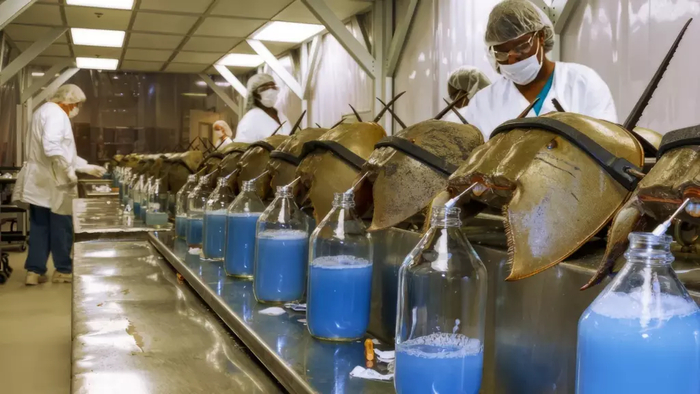 Забор крови у мечехвоста