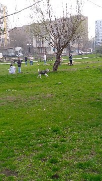 ТАК и ЕСТЬ: Негласно, поляна используется для выгула собак, для другого не приспособлена. Хотя собак выгуливают везде в парке и без намордников и большей частью без поводков