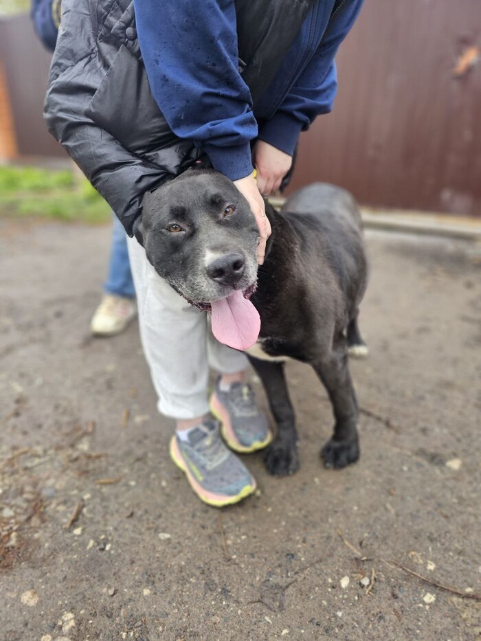 Дракон Шварц в поисках дома