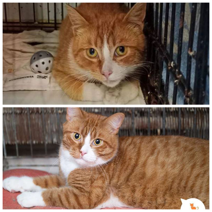 Котик <a href="https://pikabu.ru/story/doposle_chudesnyie_preobrazheniya_kotikov_v_priyute_murkosha_12688925?u=https%3A%2F%2Fmurkosha.ru%2Flaskovie-koshki-i-kotyata%2Ftodeus&t=%D0%A2%D0%BE%D0%B4%D0%B5%D1%83%D1%81&h=27352eebbf9bd4b904603997d923510cf83fa501" title="https://murkosha.ru/laskovie-koshki-i-kotyata/todeus" target="_blank" rel="nofollow noopener">Тодеус</a>