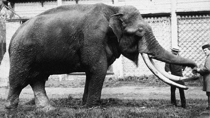 Слон Маврик