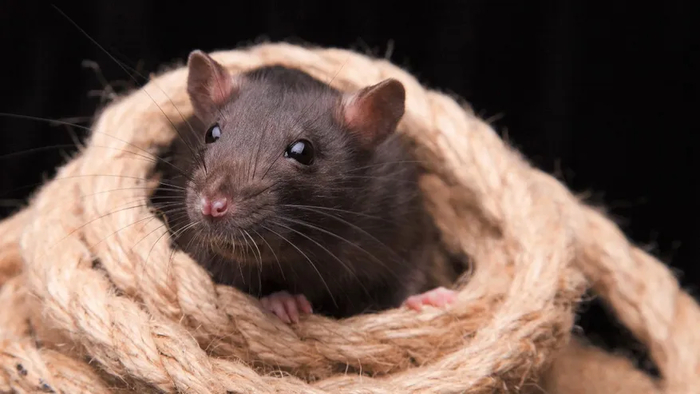 Черная крыса