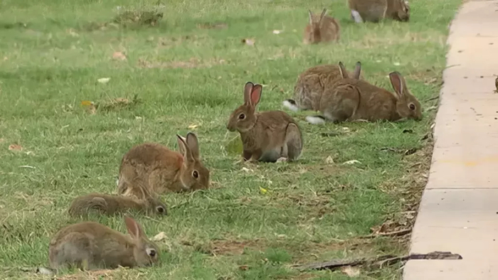 Австралийские кролики в карантинном лагере